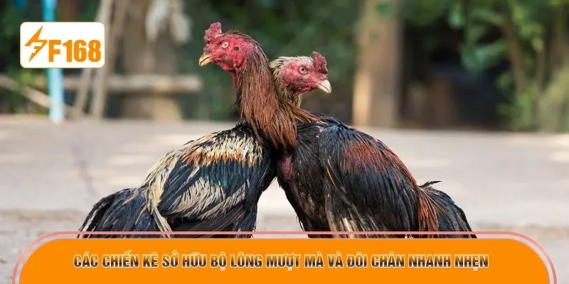 Các chiến kê sở hữu bộ lông mượt mà và đôi chân nhanh nhẹn