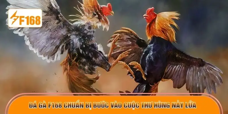 Đá gà F168 chuẩn bị bước vào cuộc thư hùng nảy lửa