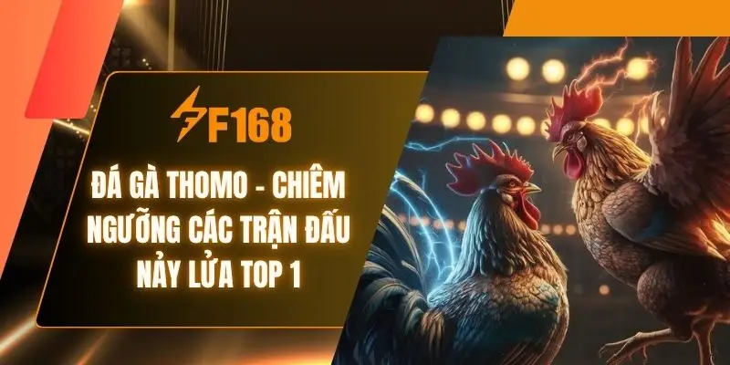 Đá Gà Thomo - Chiêm Ngưỡng Các Trận Đấu Nảy Lửa Top 1