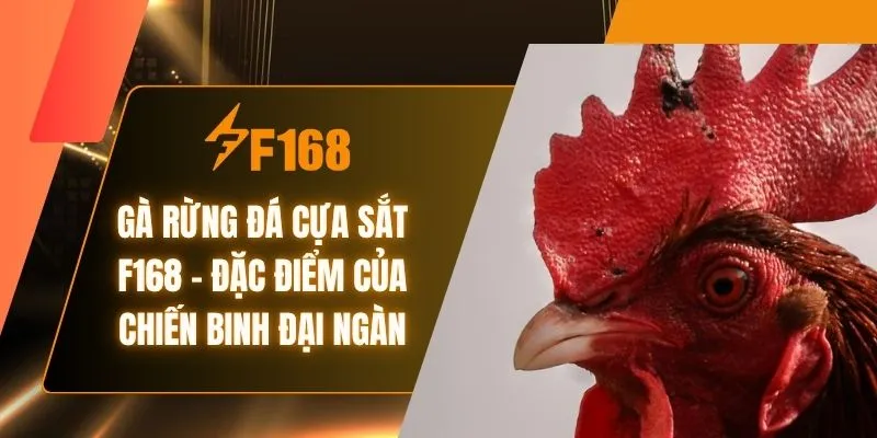 Gà Rừng Đá Cựa Sắt F168 - Đặc Điểm Của Chiến Binh Đại Ngàn