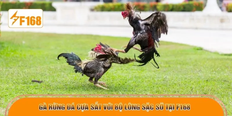 Gà rừng đá cựa sắt với bộ lông sặc sỡ tại F168